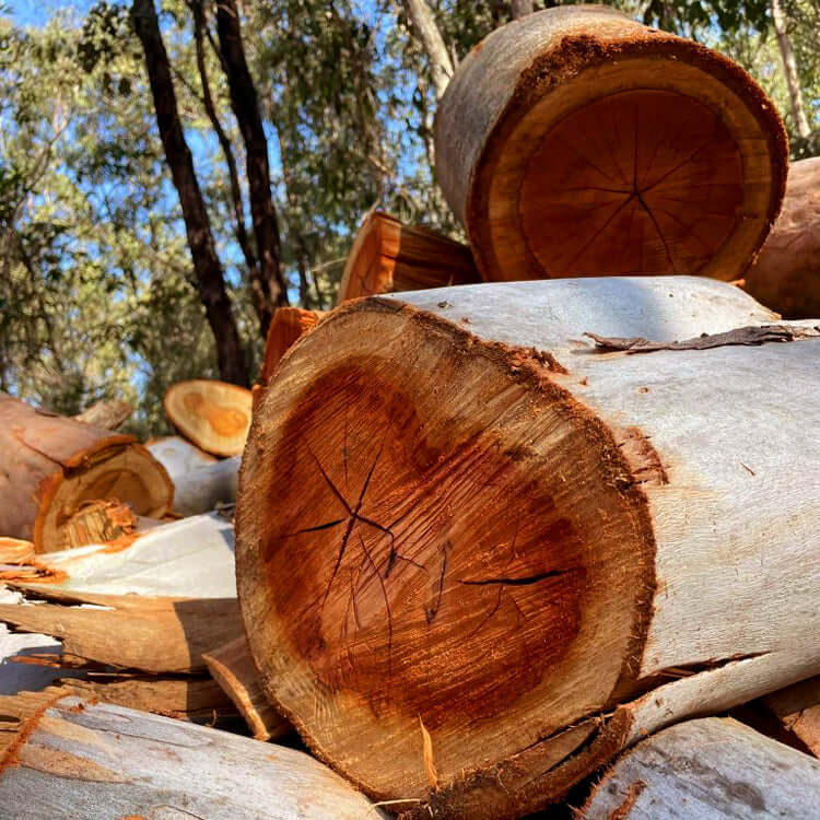 Freshly cut Red Gum Wood stumps, revealing their deep red heartwood and dense, annular rings that promise long-burning heat.